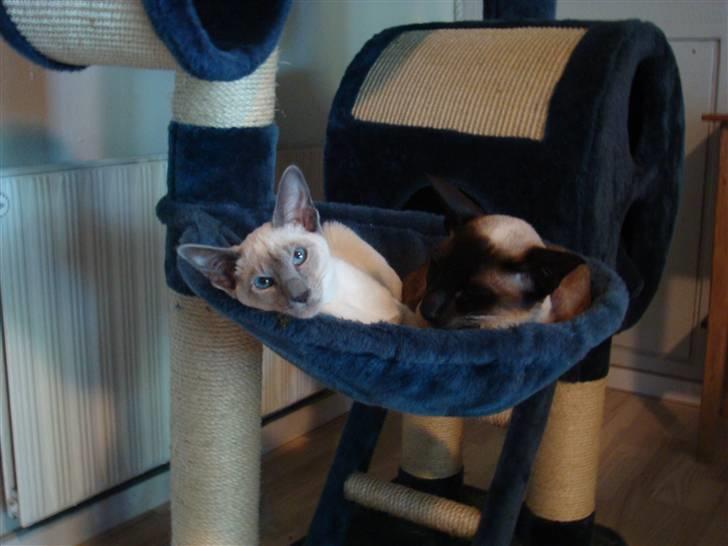 Siameser Bella - Hygge :)  de er så søde og flotte sammen billede 15