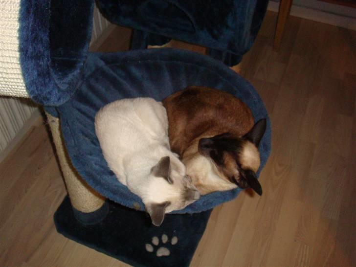 Siameser Bella billede 16