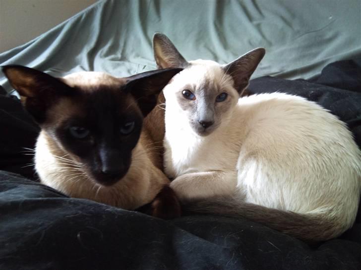 Siameser Bella - Smukke begge to...  billede 17