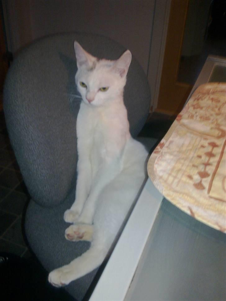 Huskat Lille Skid billede 11