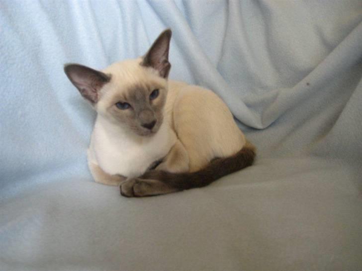 Siameser Bella - Billede fra opdrætteren. billede 18