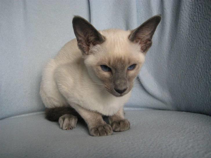 Siameser Bella - Billede fra opdrætteren. billede 19