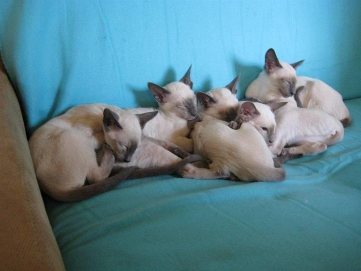 Siameser Bella - Kuldet hvor Bella/kleobis kommer fra. Billedet er fra opdrætteren. billede 20