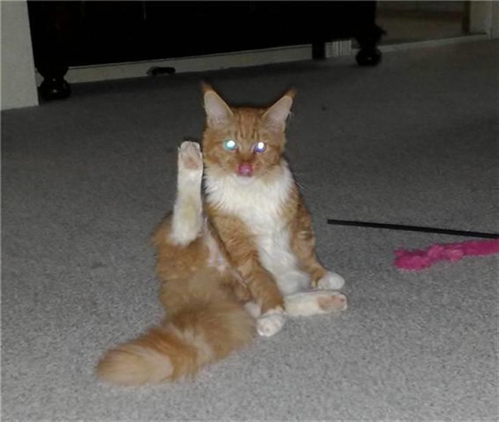 Maine Coon Hugo Boss - I bad :) billede 17