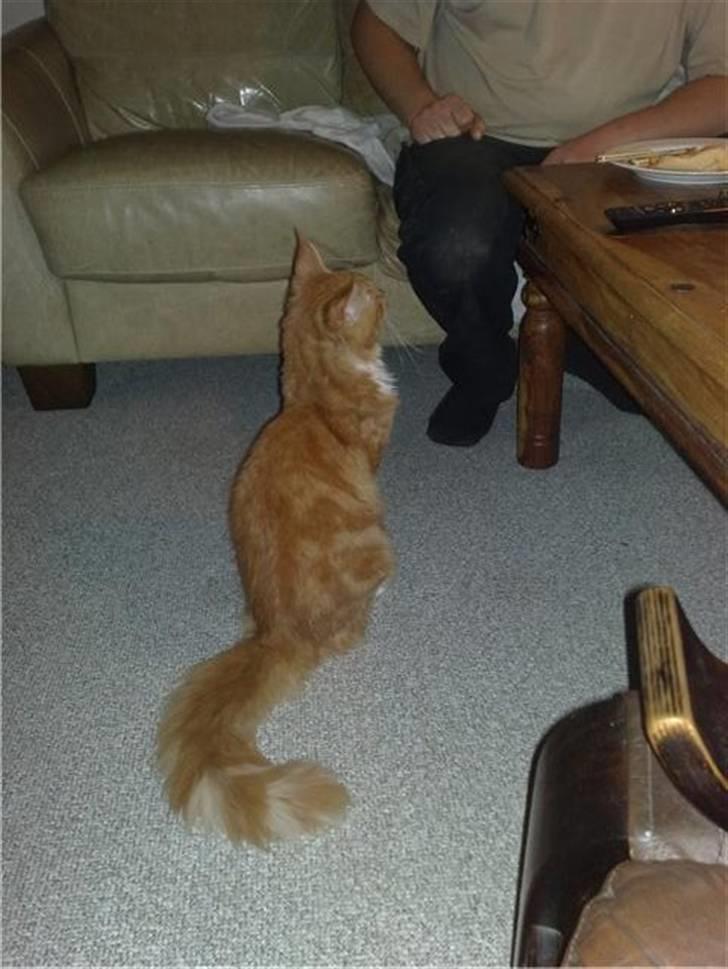 Maine Coon Hugo Boss - Næh, er der mad deroppe? billede 18