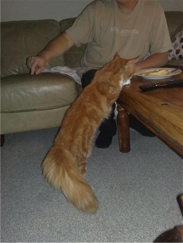 Maine Coon Hugo Boss - Aahh, pizza, det napper jeg! billede 19