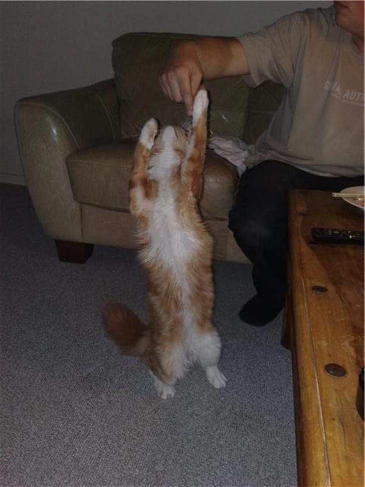 Maine Coon Hugo Boss - Hit med pizzaen far!!! billede 20