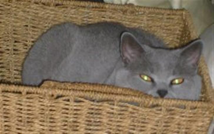 British Shorthair Tøffe - her kan man gemme sig billede 6