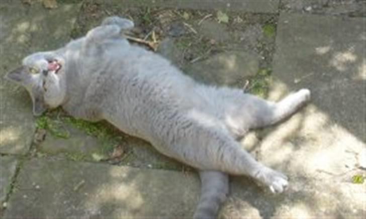 British Shorthair Tøffe - nu har jeg fået en indhegning billede 7