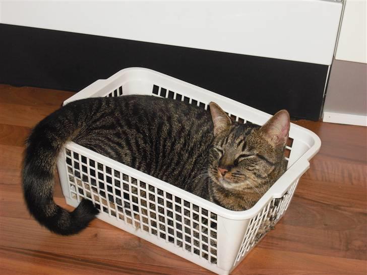 Huskat Mickey - En kurv!! Den tager jeg lige en lille lur i..  billede 17