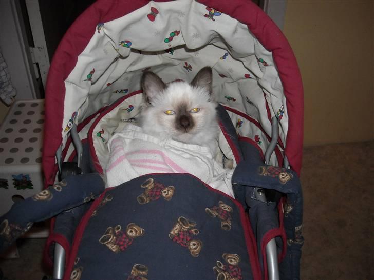 Hellig Birma Gazali's Zahira billede 8