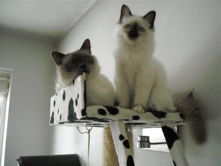 Hellig Birma Gazali's Zahira billede 9