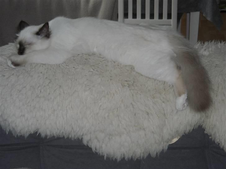 Hellig Birma Gazali's Zahira billede 10