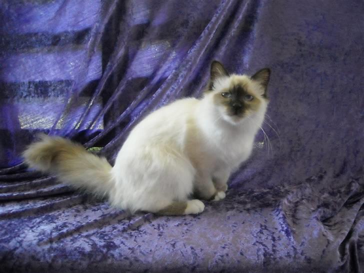 Hellig Birma Gazali's Zahira billede 12