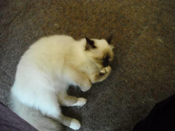 Hellig Birma Gazali's Zahira billede 13