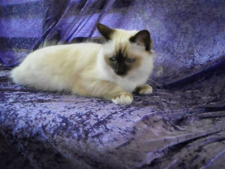 Hellig Birma Gazali's Zahira billede 14