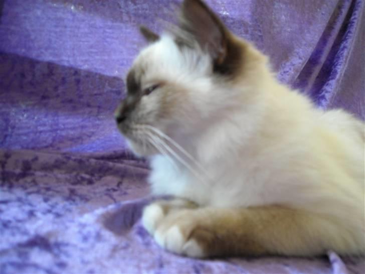 Hellig Birma Gazali's Zahira billede 15