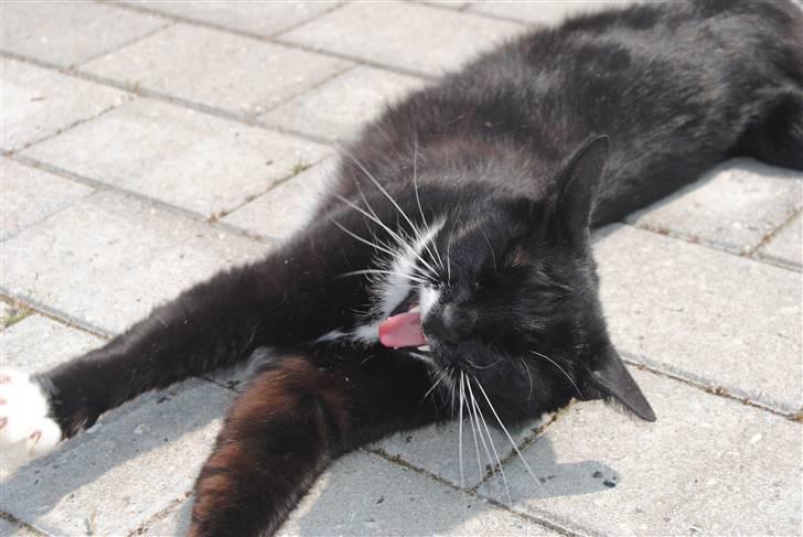 Blanding af racer lillemis/missi billede 14