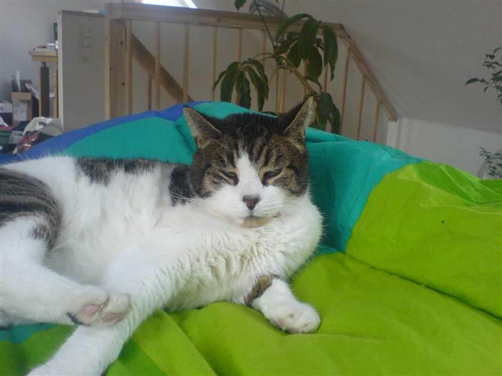 Huskat Levhe - Levhe slapper af <3 billede 7