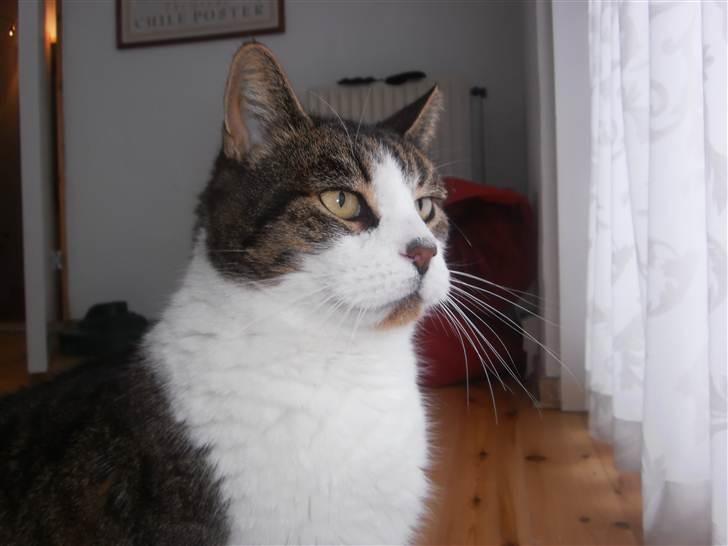 Huskat Levhe - Min rov-mis holder øje med evt. byttedyr! *: billede 3