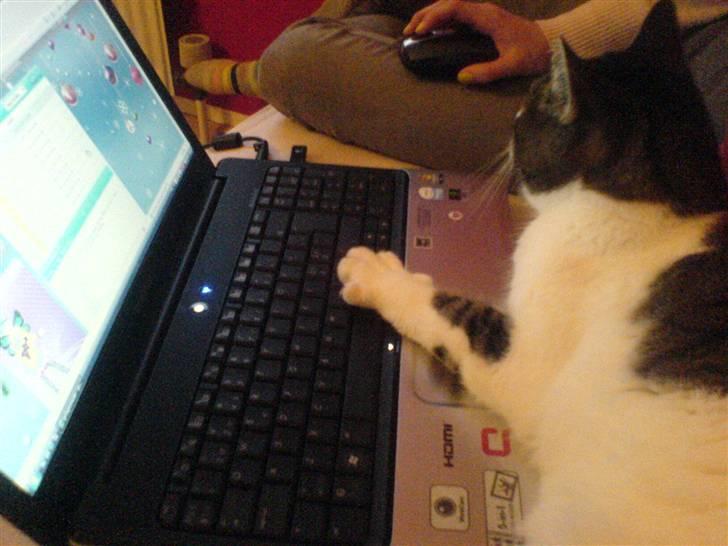 Huskat Levhe - Levhe spiller gosupermodel :D billede 6