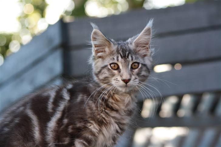 Maine Coon Maximus R.I.P. billede 12