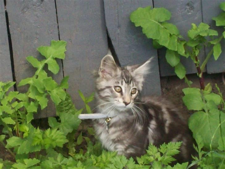 Maine Coon Maximus R.I.P. billede 13