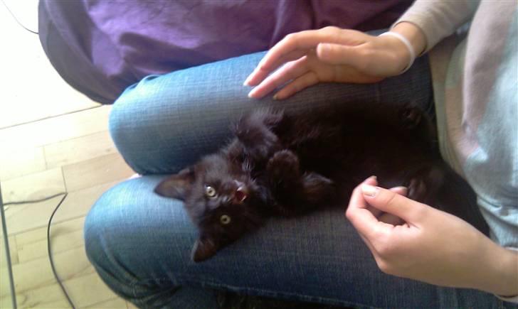 Blanding af racer Piv Piv - 6 uger gammel. billede 1