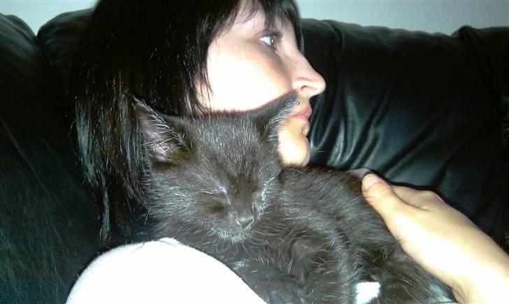 Blanding af racer Piv Piv billede 2