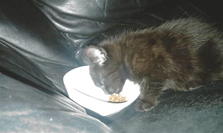 Blanding af racer Piv Piv billede 3