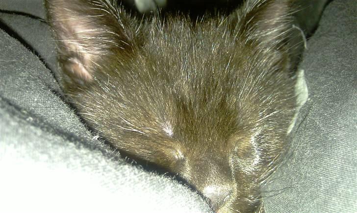 Blanding af racer Piv Piv billede 4