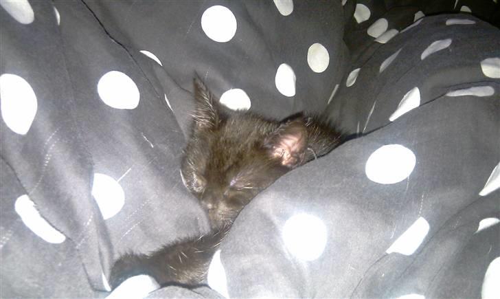 Blanding af racer Piv Piv billede 5