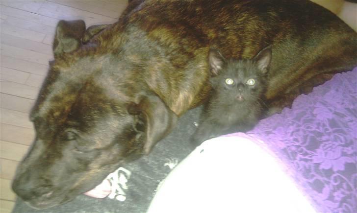 Blanding af racer Piv Piv - Hygger med Nynne, som liige skal lærer at være helt tryg ved endnu. billede 6