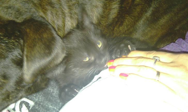 Blanding af racer Piv Piv billede 7