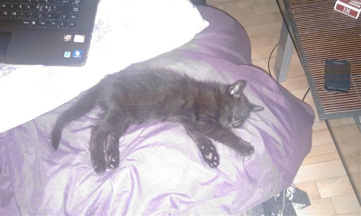 Blanding af racer Piv Piv - Power nap :b og så er han klar til at lege om lidt igen. billede 8