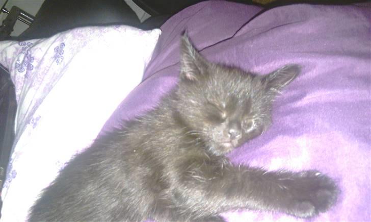 Blanding af racer Piv Piv - 7 uger gammel billede 9