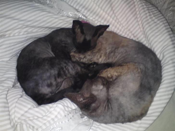 Devon Rex Ingeborg - Yin og Yang ;) billede 4