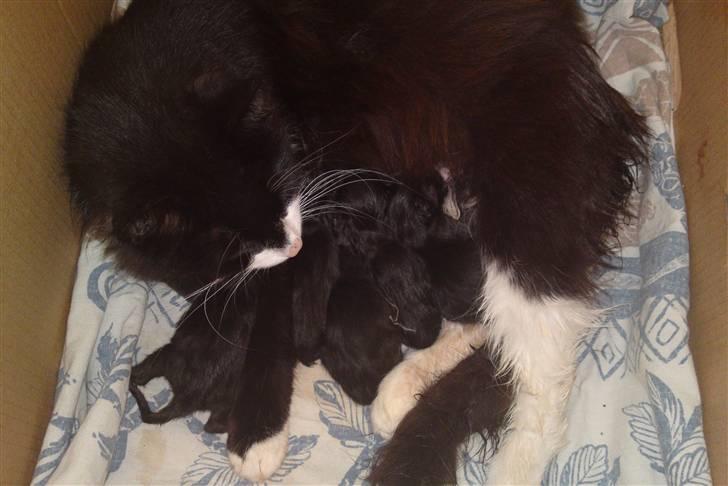 Blanding af racer Shaky(RIP) - Så kom der killinger d. 16/6-10 billede 11