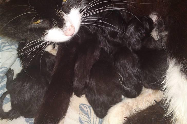 Blanding af racer Shaky(RIP) - 5 små grå/sorte små fine misser :D billede 12