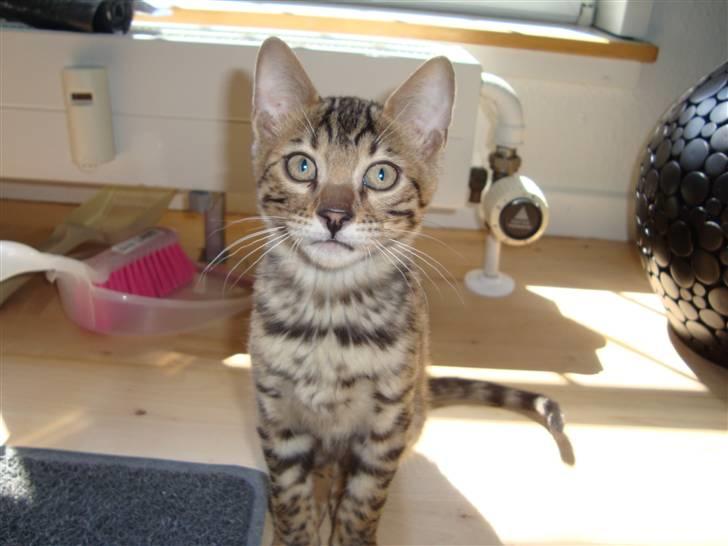 Bengal Baloo billede 7