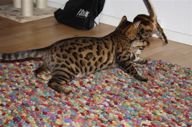 Bengal Baloo - Lummer fanger sit bytte! billede 8