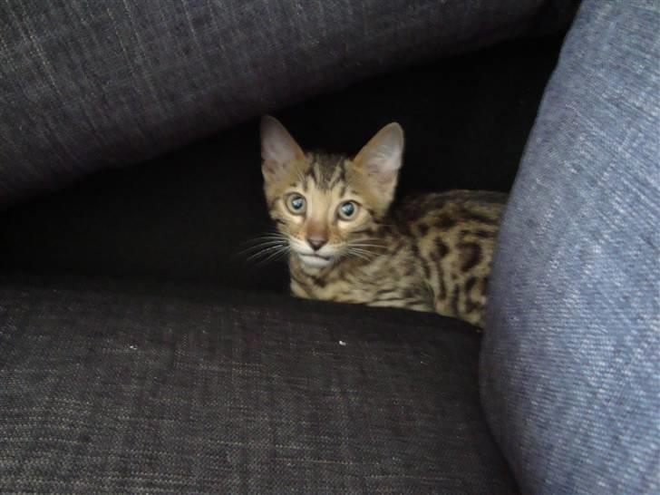 Bengal Baloo billede 11