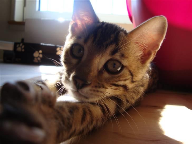 Bengal Baloo billede 12