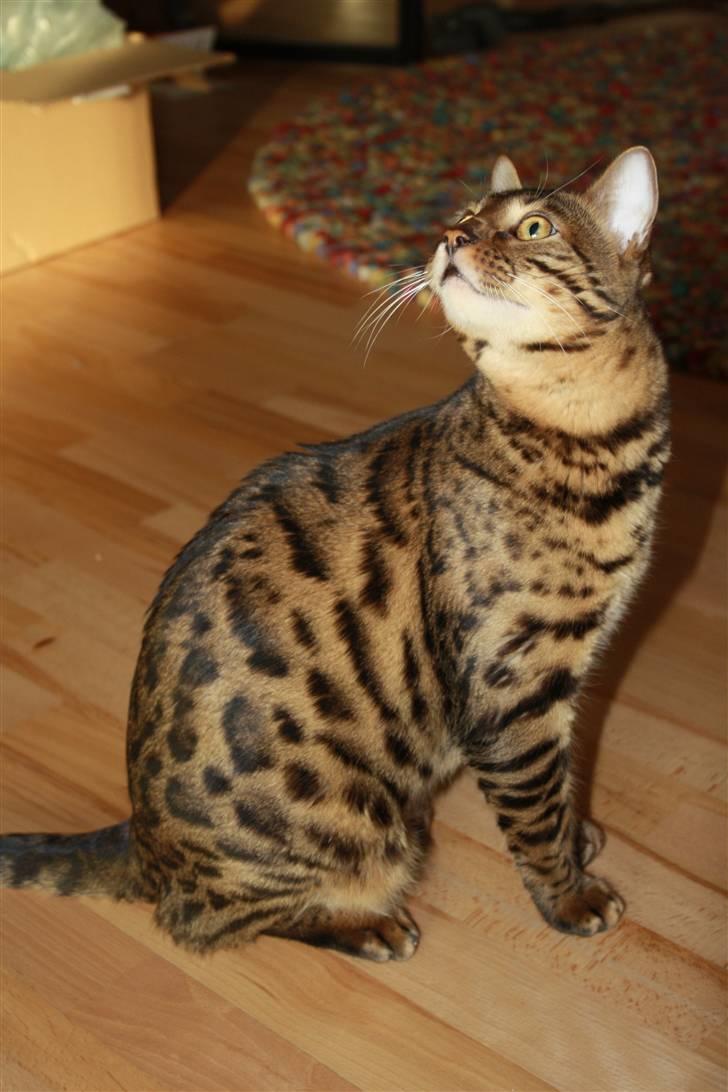 Bengal Baloo billede 14