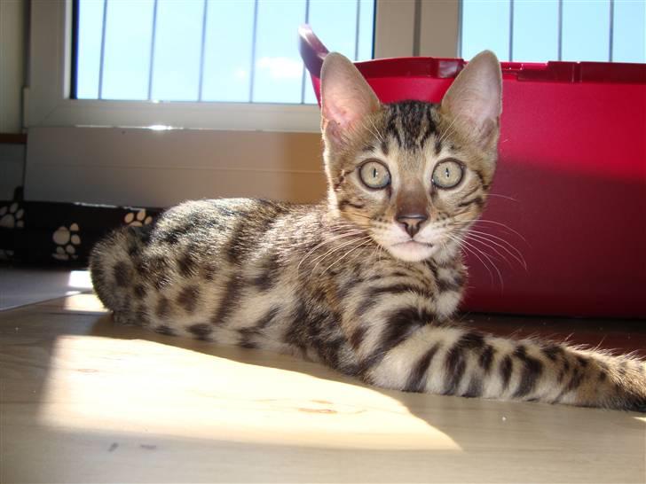 Bengal Baloo billede 16