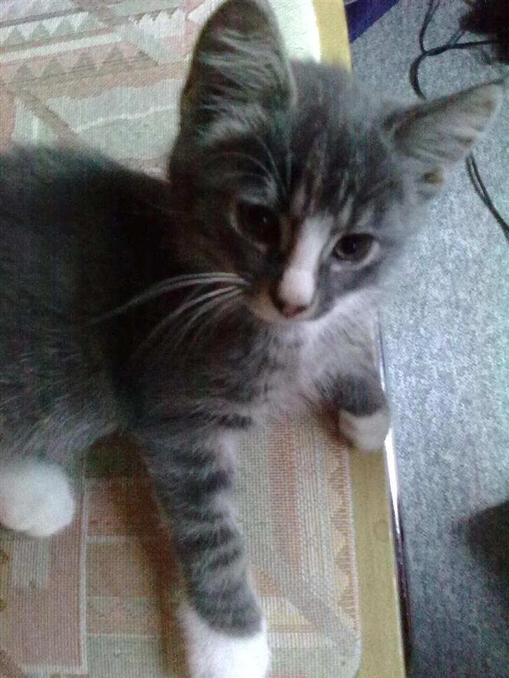 Huskat Bølle(solgt) - nyt billede 15