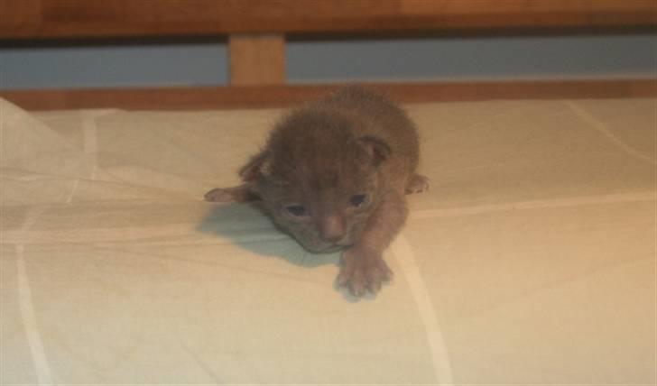 Korat Primprau's Holy Eytukan - 3 uger billede 1