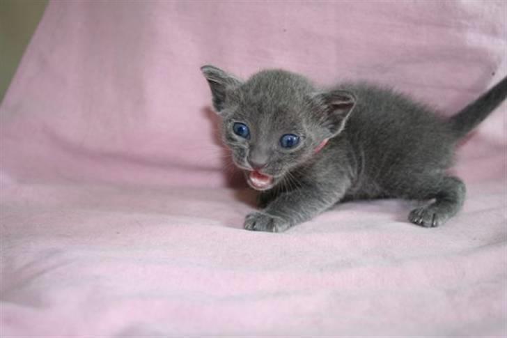 Korat Primprau's Holy Eytukan - 10 dage billede 2