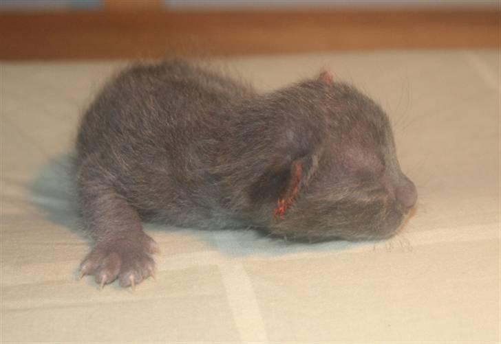 Korat Primprau's Holy Omatikaya - 10 dage billede 1