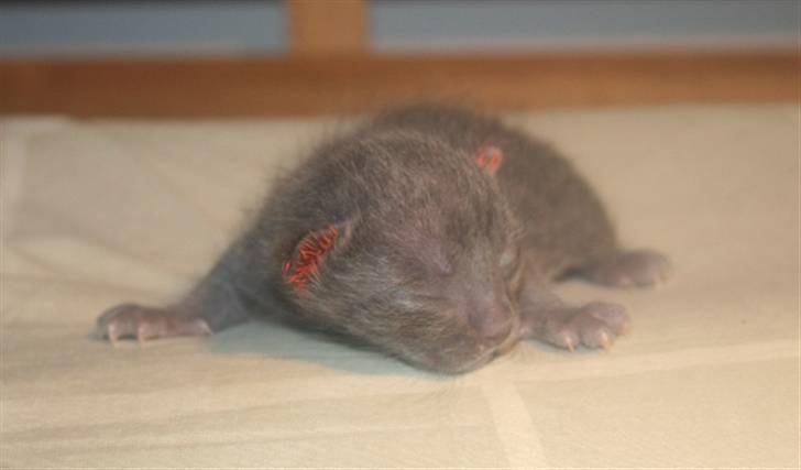 Korat Primprau's Holy Omatikaya - 10 dage billede 2